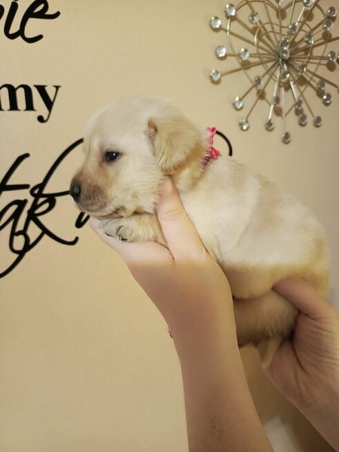 Zapraszam szczenięta labrador retriever