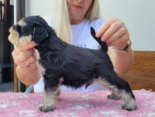 Sznaucer Miniaturowy Czarno-Srebrny ZKwP