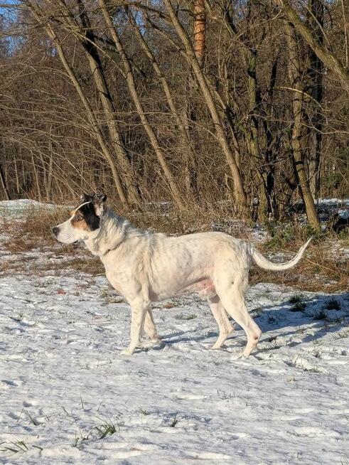 Major-zaniedbany psiak czeka na wyrozumiały dom-adopcja