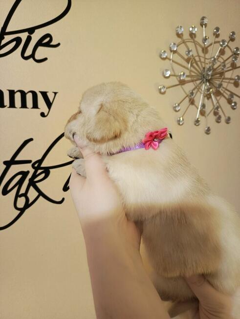 Zapraszam szczenięta labrador retriever