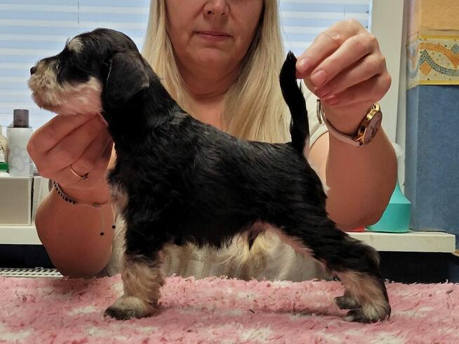 Sznaucer Miniaturowy Czarno-Srebrny ZKwP