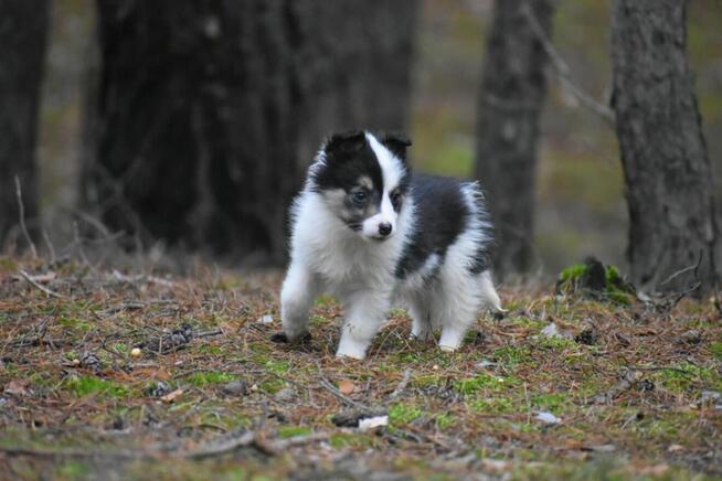 Sunia Border Collie