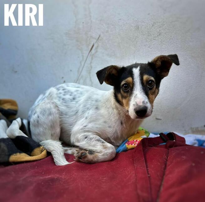 Pilne!! Psiaki mają 6 miesięcy czekają na kochający dom Kasp