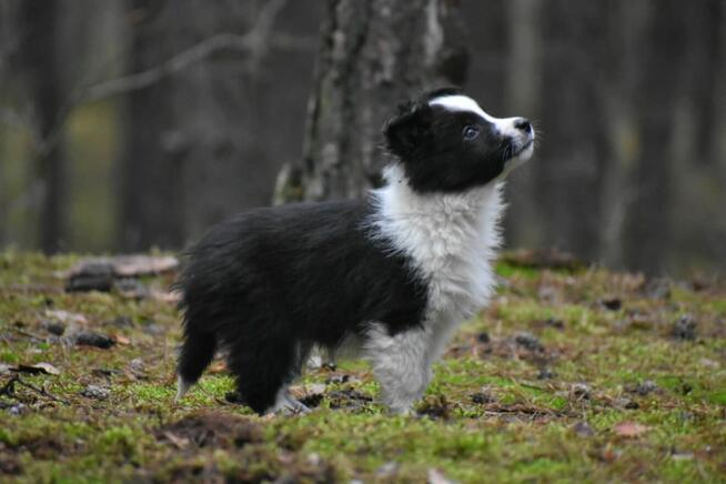 Piesek Border Collie