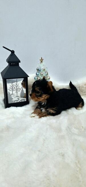 Yorkshire terrier piesek