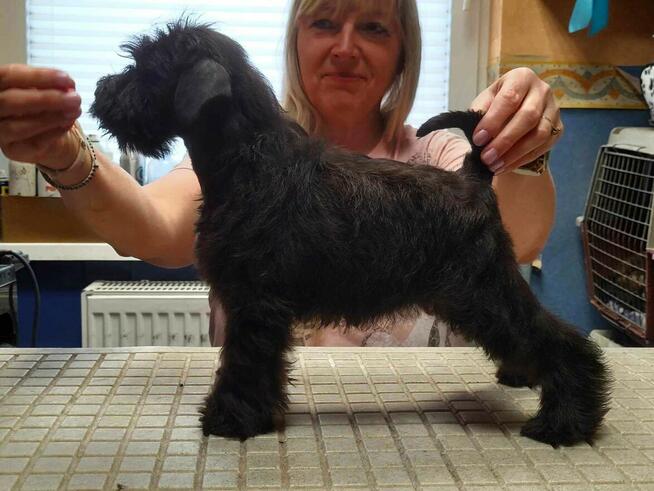 Sznaucer Miniaturowy Czarno-Srebrny ZKwP