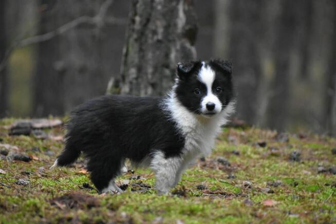 Piesek Border Collie