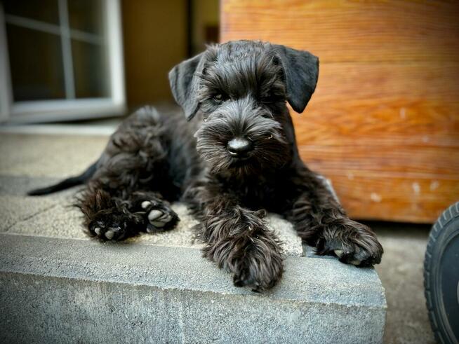 Sznaucer Miniaturowy Czarno-Srebrny ZKwP