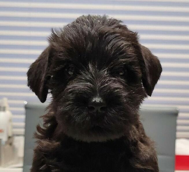 Sznaucer Miniaturowy Czarno-Srebrny ZKwP