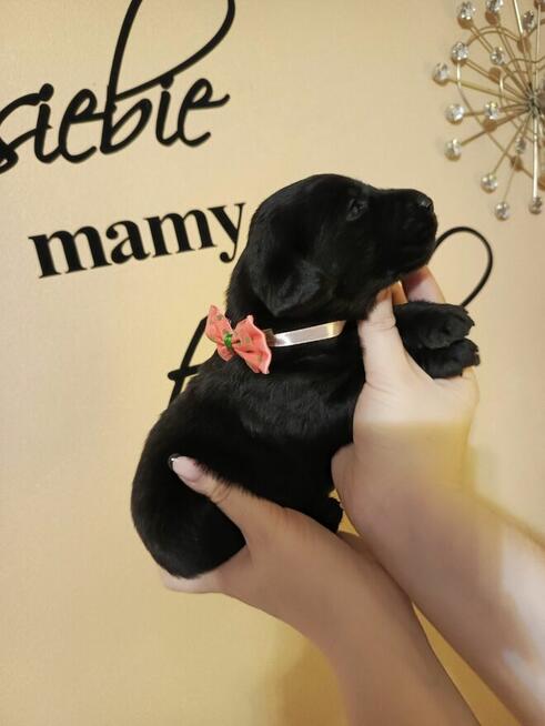 Zapraszam szczenięta labrador retriever