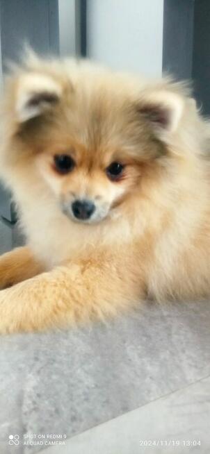 Szpic miniaturowy pomeranian Zapraszam.
