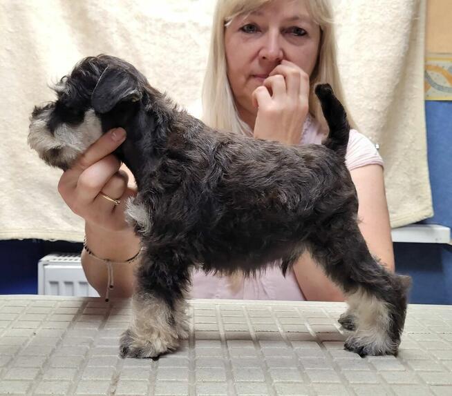 Sznaucer Miniaturowy Czarno-Srebrny ZKwP