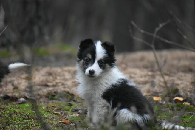 Sunia Border Collie