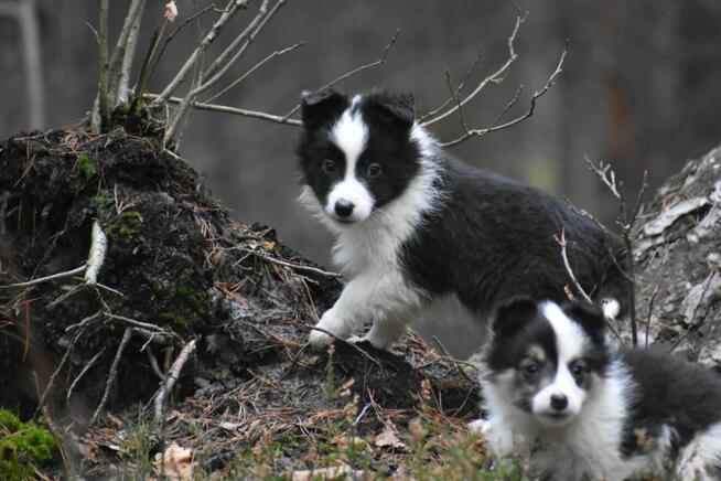 Piesek Border Collie