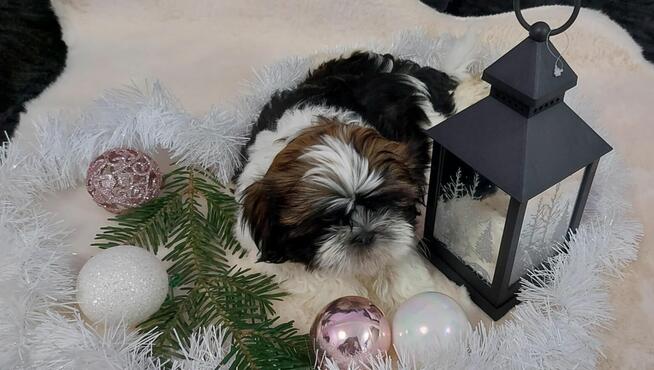 Cudny piesek shih tzu