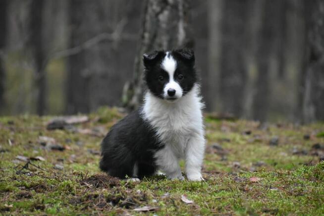 Piesek Border Collie