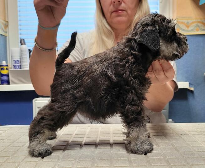 Sznaucer Miniaturowy Czarno-Srebrny ZKwP