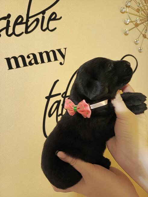Zapraszam szczenięta labrador retriever