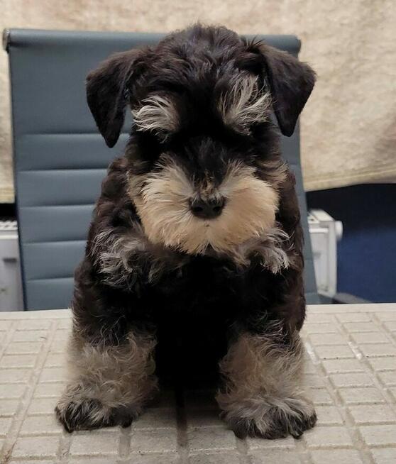 Sznaucer Miniaturowy Czarno-Srebrny ZKwP