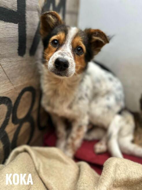 Pilne!! Psiaki mają 6 miesięcy czekają na kochający dom Kasp