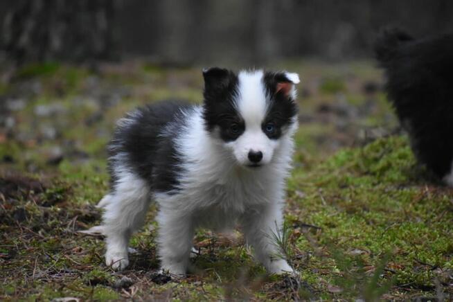 Sunia Border Collie