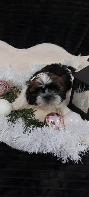 Cudny piesek shih tzu