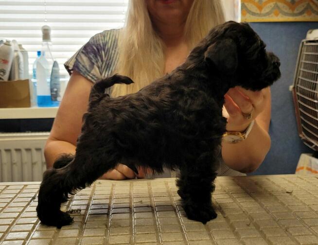 Sznaucer Miniaturowy Czarno-Srebrny ZKwP