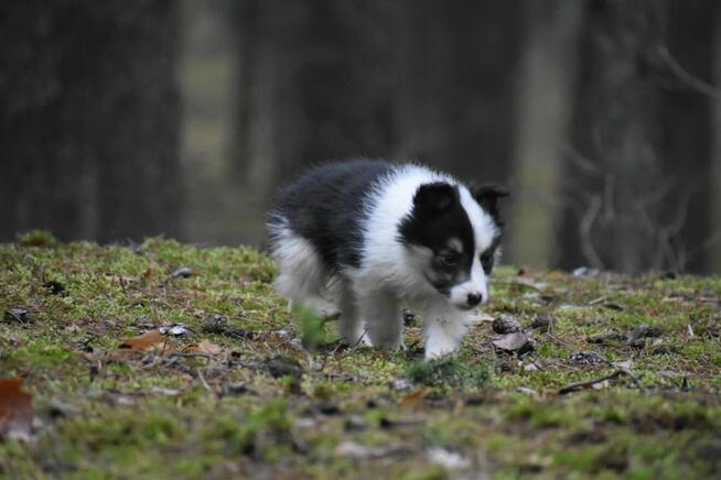 Sunia Border Collie