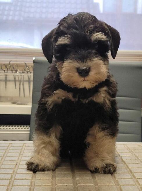 Sznaucer Miniaturowy Czarno-Srebrny ZKwP