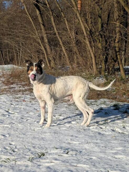 Major-zaniedbany psiak czeka na wyrozumiały dom-adopcja