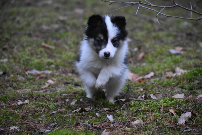 Sunia Border Collie