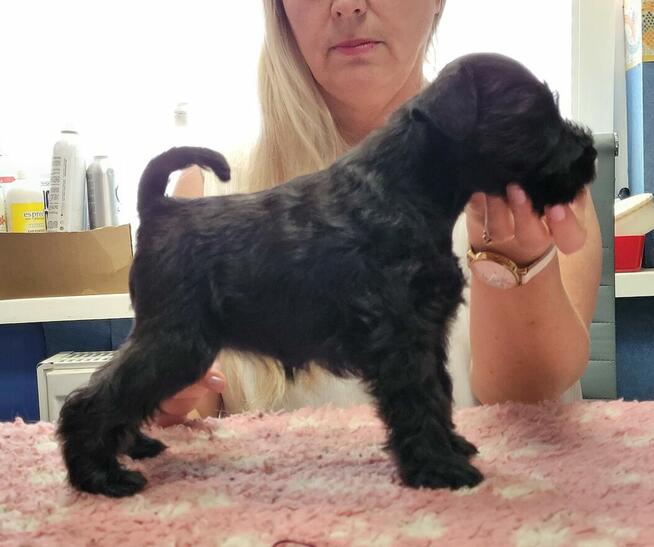 Sznaucer Miniaturowy Czarno-Srebrny ZKwP