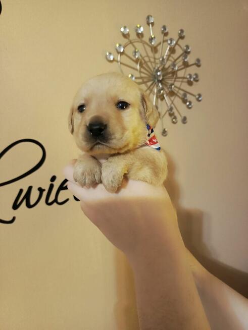 Zapraszam szczenięta labrador retriever