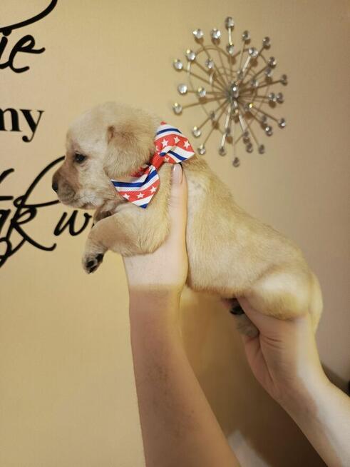 Zapraszam szczenięta labrador retriever