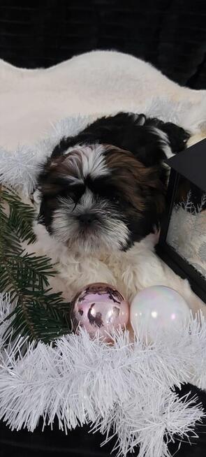 Cudny piesek shih tzu