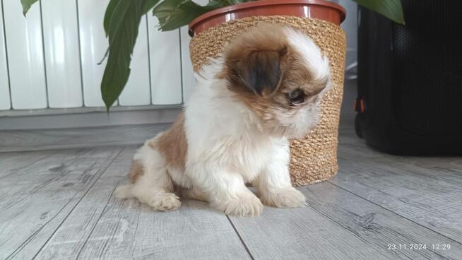 Szczeniaki shih tzu