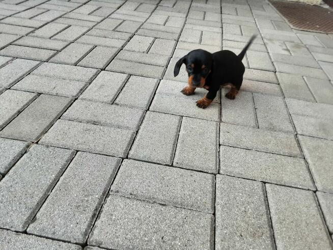 Sprzedam szczeniaki rasy jamnik