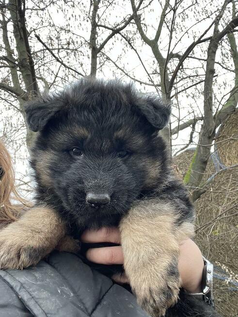 owczarki niemieckie długowłose