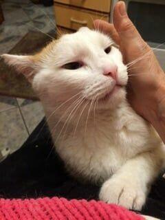 Rysio, piękny kocurek, który stracił dom