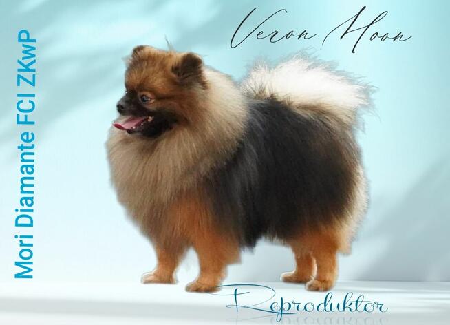 Reproduktor Pomeranian FCI ZKwP szpic miniaturowy