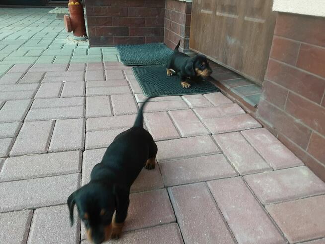 Sprzedam szczeniaki rasy jamnik