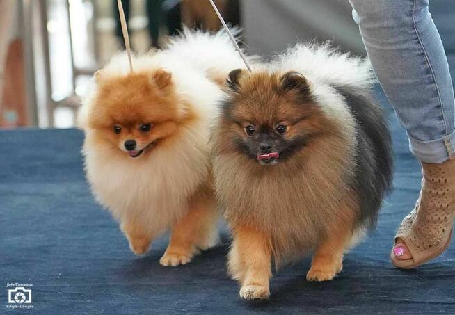 Reproduktor Pomeranian FCI ZKwP szpic miniaturowy