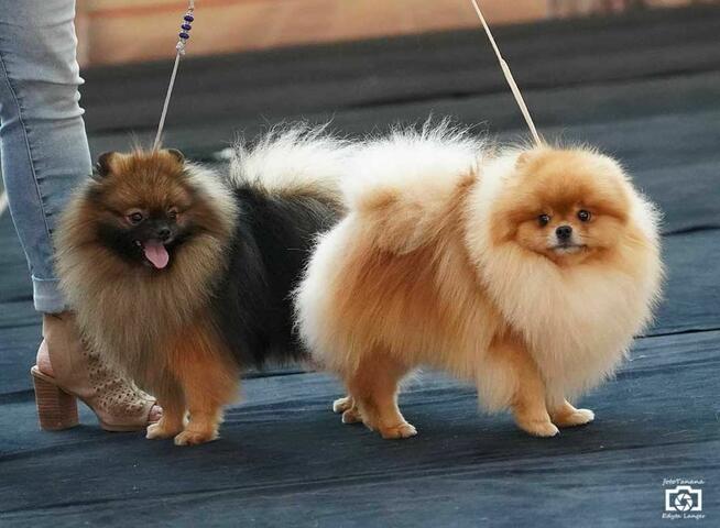 Reproduktor Pomeranian FCI ZKwP szpic miniaturowy