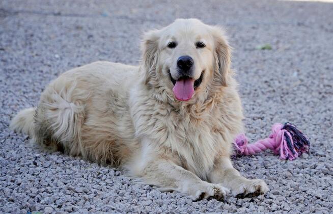 Golden Harry szuka domu.