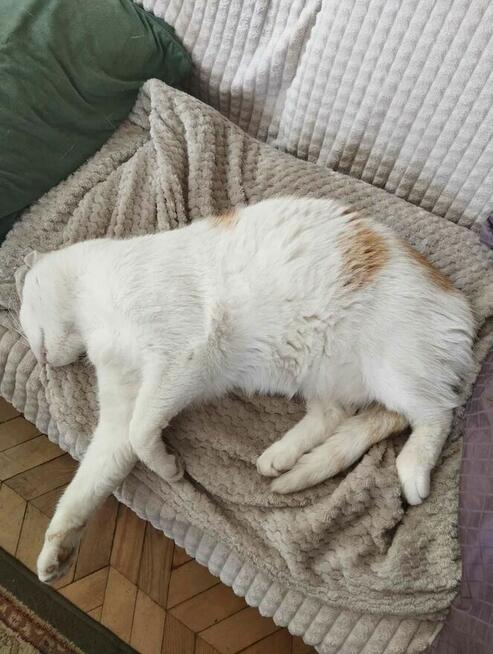 Rysio, piękny kocurek, który stracił dom