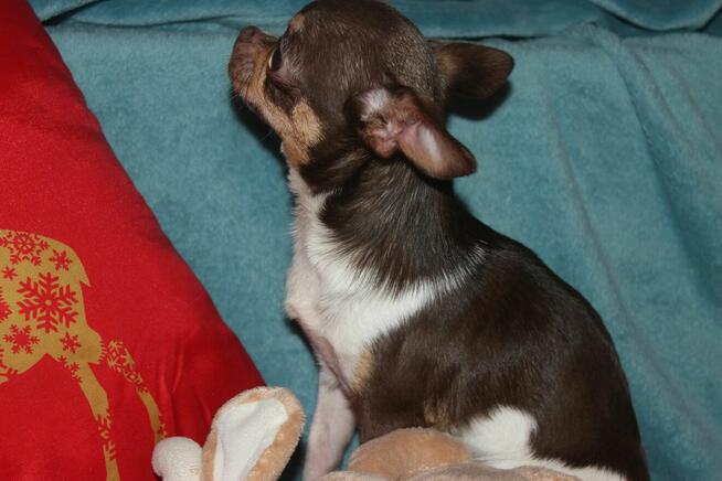 chihuahua piesek z rodowodem ZKwP