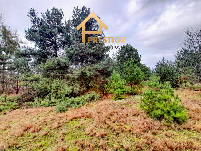 Działka pod budowę domu w leśnej okolicy.