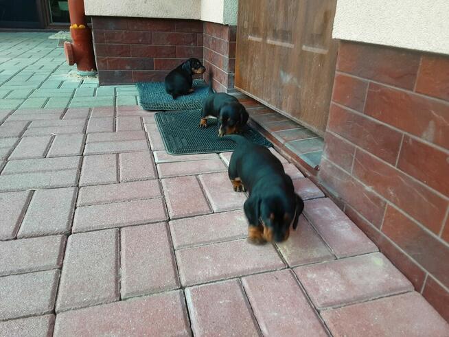 Sprzedam szczeniaki rasy jamnik