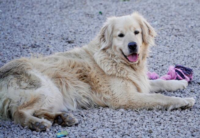 Golden Harry szuka domu.