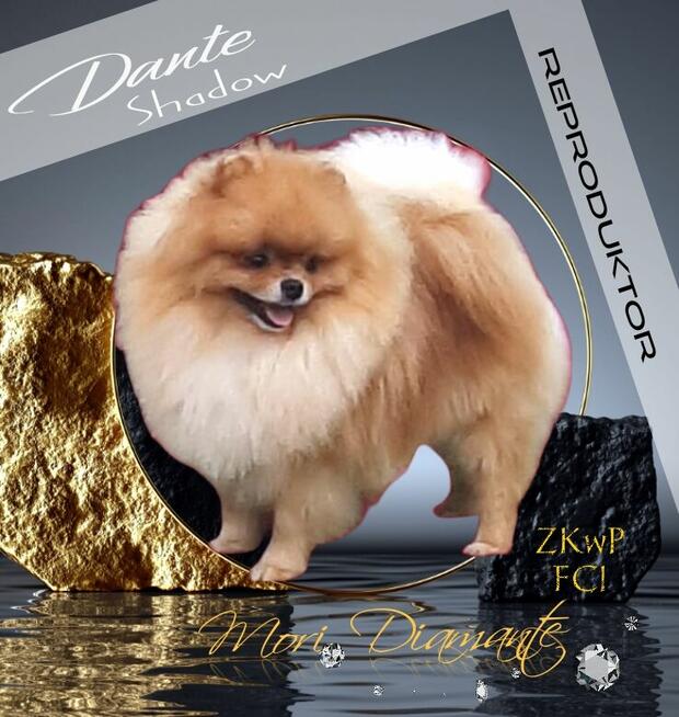 Reproduktor Pomeranian FCI ZKwP szpic miniaturowy